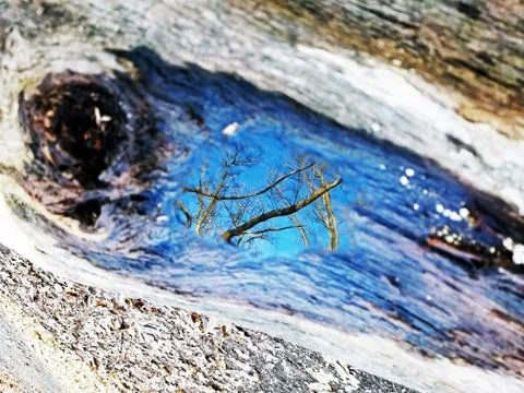 Original Array-	Nature's Blue Sky Over Forest Reflections Captured in Aged Tree Stock Photos