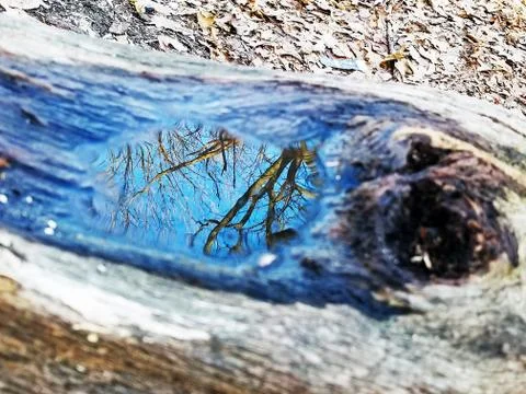 Original Array-	Nature's Blue Sky Over Forest Reflections Captured in Aged Tree Stock Photos