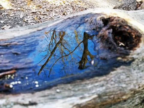 Original Array-	Nature's Blue Sky Over Forest Reflections Captured in Aged Tree Stock Photos
