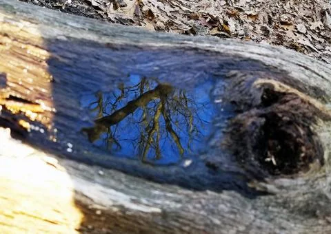 Original Array-	Nature's Blue Sky Over Forest Reflections Captured in Aged Tree Stock Photos