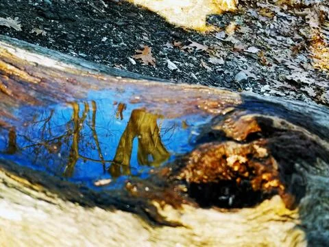Original Array-	Nature's Blue Sky Over Forest Reflections Captured in Aged Tree Stock Photos