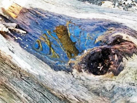 Original Array-	Nature's Blue Sky Over Forest Reflections Captured in Aged Tree Stock Photos