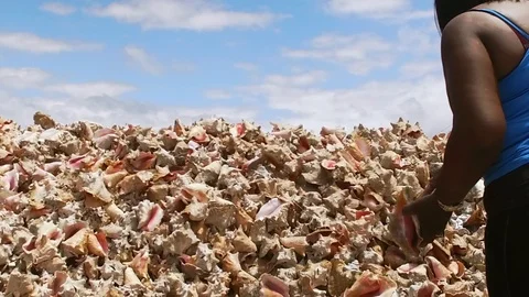 Original Bahama Mama Holding Conch Shell at Conch Shell Palace, Grand Bahama Stock Footage 108507157