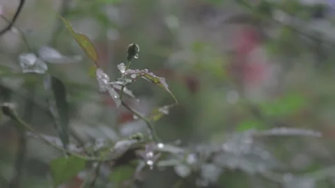 Original color B roll C -LOGSlowmotion in the garden, it's raining, rainy season Stock Footage 260274493
