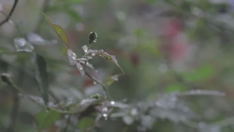 Original color B roll C -LOG rose buds in the garden, it's raining, rainy sea S1 Stock Footage 260274510