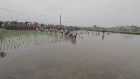 Original color video C-LOG. The field festival Hoi An Stock Footage 260323448