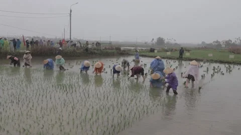 Original color video C-LOG. The field festival Hoi An Stock Footage 260324374