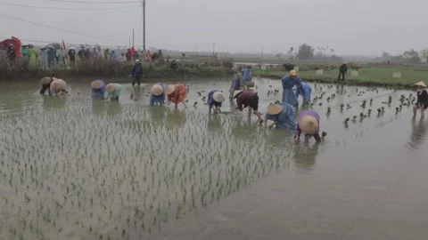 Original color video C-LOG. The field festival Hoi An Stock Footage 260324388