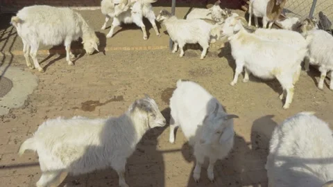 Original ecological breeding of sheepfold Stock Footage 235464464