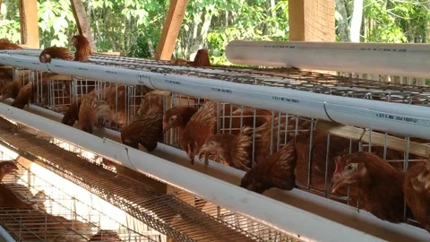 Original Egg-Laying Hens Inside a Large Coop 库存影片 303625780