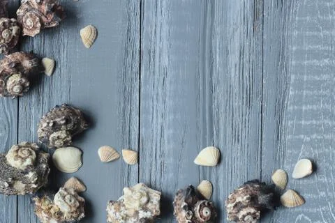 Original a frame for the text of the seashells on blue wooden background Stock Photos