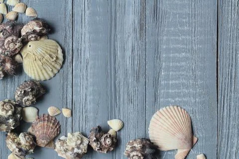 Original a frame for the text of the seashells on blue wooden background Stock Photos