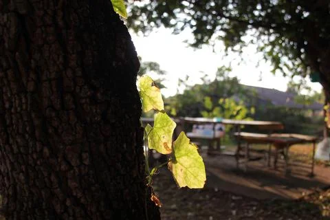 Original leaf Stock Photos