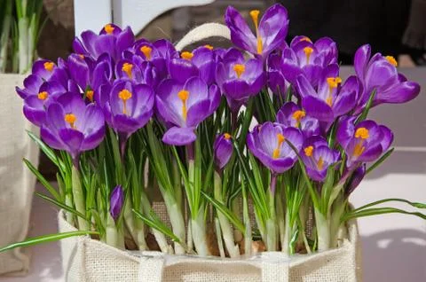 Original package and gift: Crocus flowers in a bag Stock Photos