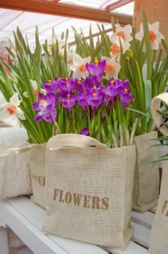 Original package and gift: Crocus and Narcissus flowers in the bag Stock Photos