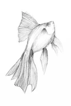Original pencil drawing by the fish. Stock Illustration