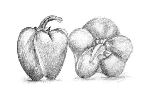 Original pencil drawing by the pepper. Stock Illustration
