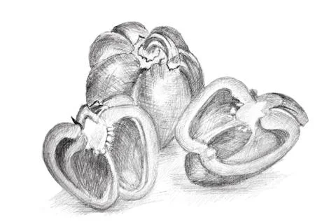 Original pencil drawing by the pepper. Stock Illustration