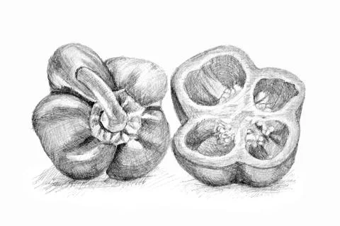 Original pencil drawing by the pepper. Stock Illustration