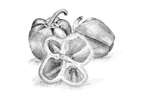 Original pencil drawing by the pepper. Stock Illustration