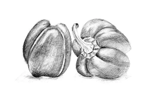 Original pencil drawing by the pepper. Stock Illustration