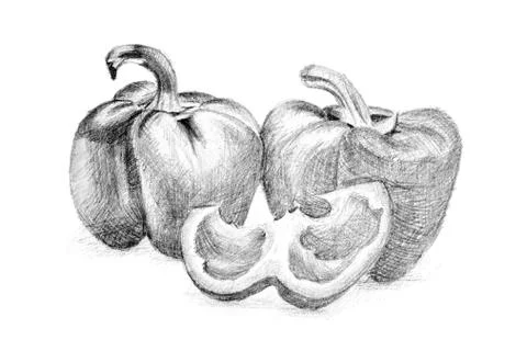 Original pencil drawing by the pepper. Stock Illustration