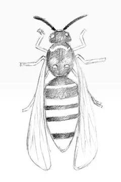 Original pencil drawing by the wasp. Stock Illustration