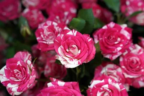 Original pink roses as background, texture, wallpaper. Stock Photos