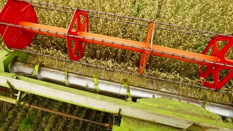 Original plan combine harvester harvests wheat in the field. Vídeos de archivo 252585053