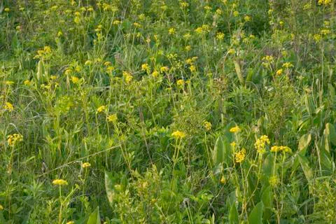 Original Prairie Stock Photos