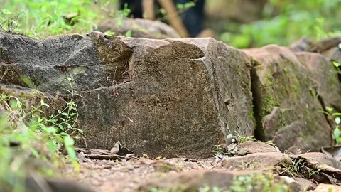 Original stone background with  green grass 動画素材 293071736