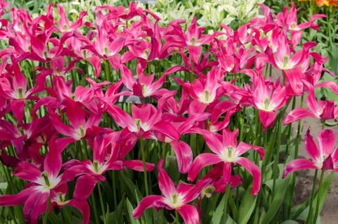 The original texture of a large number of red tulips in the park in the park Stock Photos