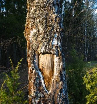 The original texture of the tree trunk. Stock Photos