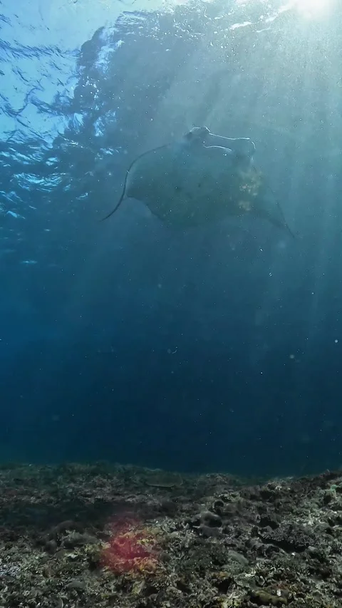 Original Video: Diver in Manta Ray Waters | Deep Blue Stock Footage 337880936