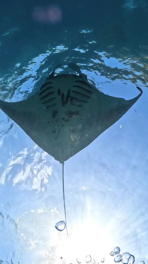 Original Video: Diver in Manta Ray Waters | Deep Blue Stock Footage 337880956