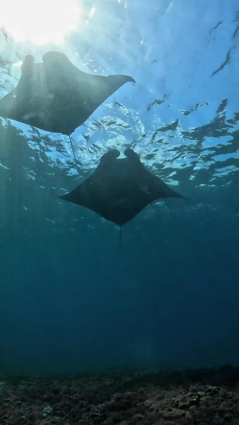 Original Video: Diving in Manta Ray Territory | Indonesia Stock Footage 337880900