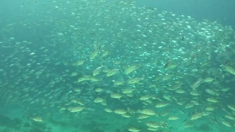Original Video: Massive Fish School Underwater | Bait Ball 4K Stock Footage 337880880