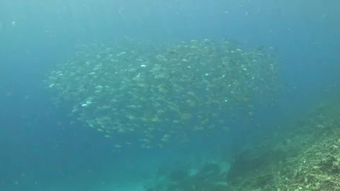 Original Video | Silver Fish School in Blue Water Stock Footage 337880775