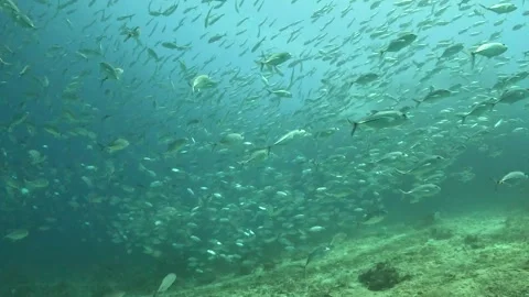 Original Video | Thousands of Fish Moving as One Ocean Stock Footage 337880890