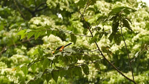 Oriole bird foraging leaves while another bird lands in background Video stock 123549894