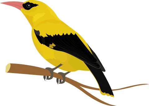 Oriole bird vector illustration isolated on white Stock Illustration