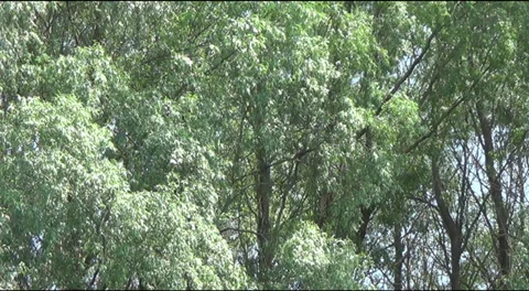 Oriole in the branches of willow Stock-Footage 39515043
