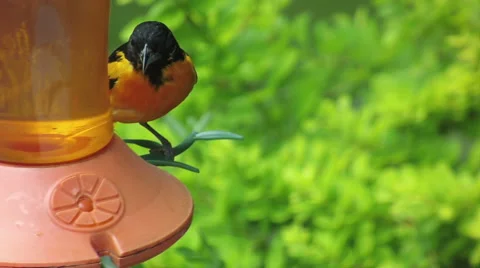 Oriole on Feeder Stock-Footage 64363599