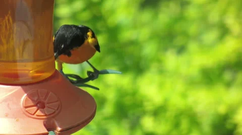 Oriole on Feeder with a Worm Stock-Footage 64389486