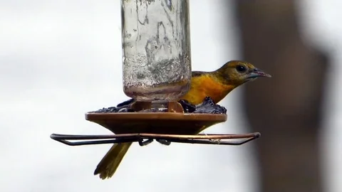 Oriole female vigorously eats grape jelly from feeder. Video stock 71136501