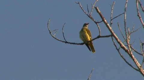 Oriole Stock Footage 18185906