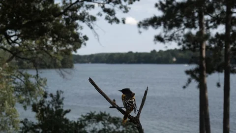 Oriole has to brace itself against the wind on a lake perch in summer. Video stock 88722887