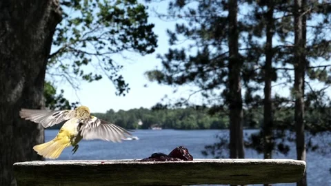 Oriole hops off the camera to then land at the feeder. Video stock 148675486