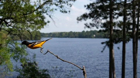 An Oriole hops off its perch by a lake. Video stock 95917520