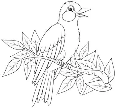 Oriole Stock Illustration